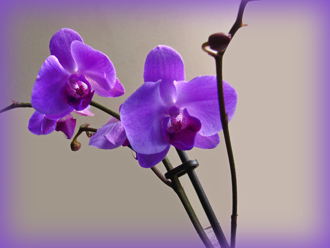 Орхидея фаленопсис - super-krokus.tur ( Наталья )