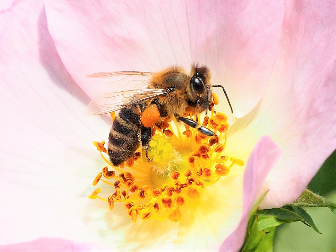 Пчелка труженица - wea *