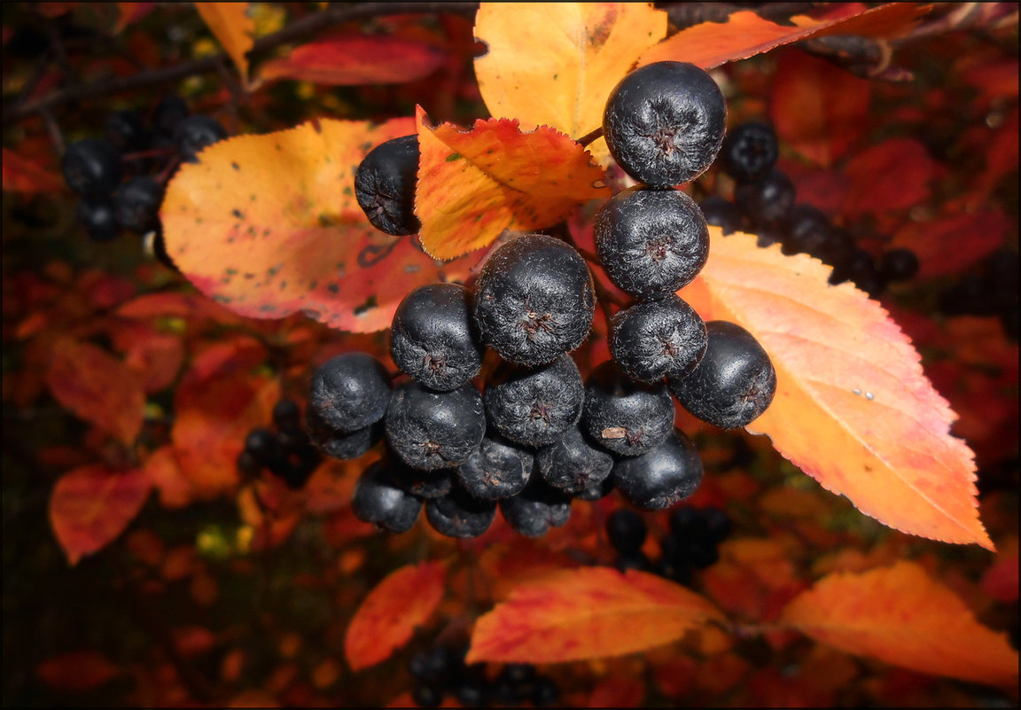 Осенние черноплодка Калина