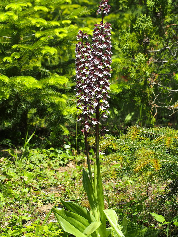 Дикая орхидея - ятрышник пурпурный - wea *