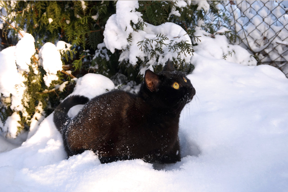 Кот первый раз видит снег. - Любовь Журавлева