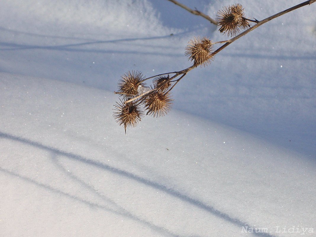 Колючка на снегу - Лидия (naum.lidiya)