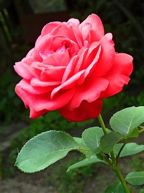 Прекрасная роза - Александр Бурилов