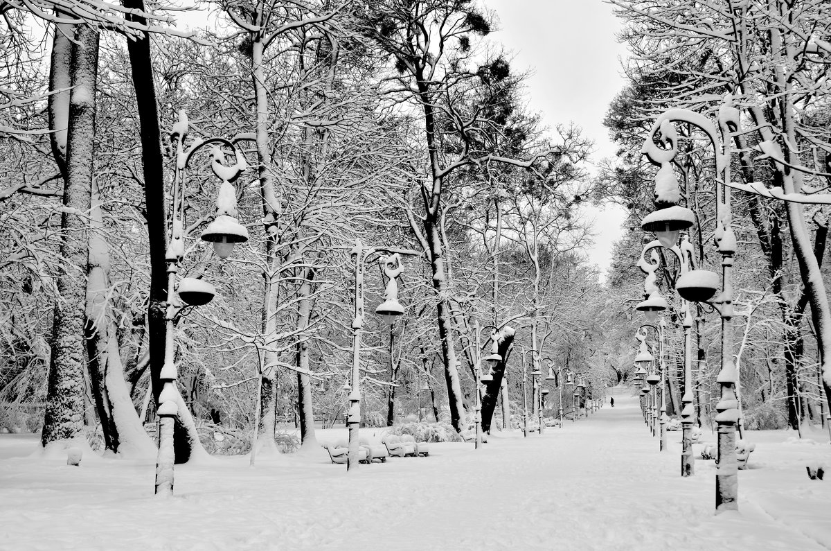 Winter park - alexander zvir