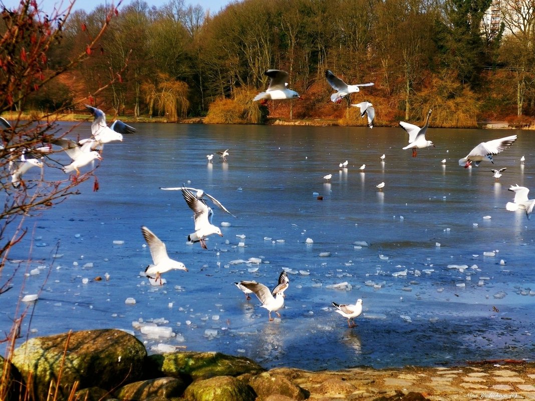 Чайки над синим льдом - Nina Yudicheva