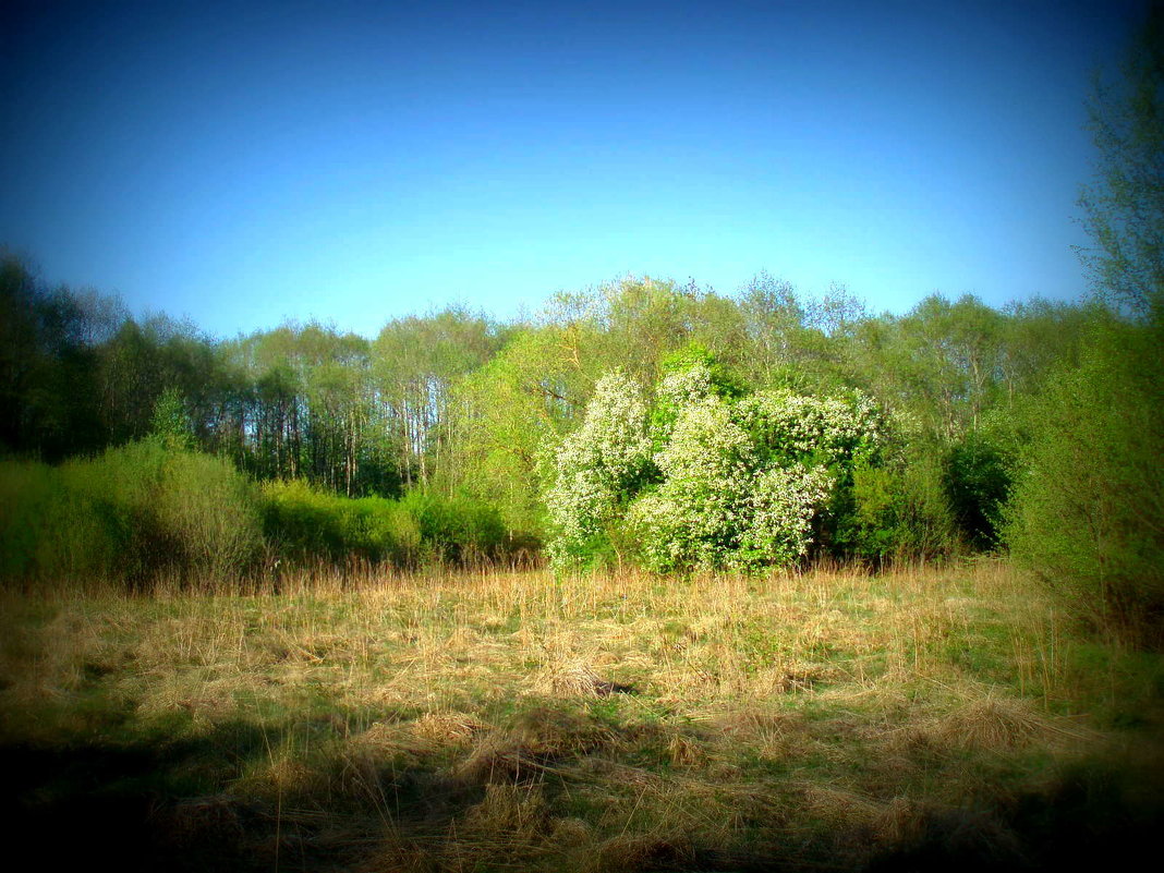 Pavasario laukiant / Spring dreams (Karsakiškis, Lithuania) - silvestras gaiziunas gaiziunas