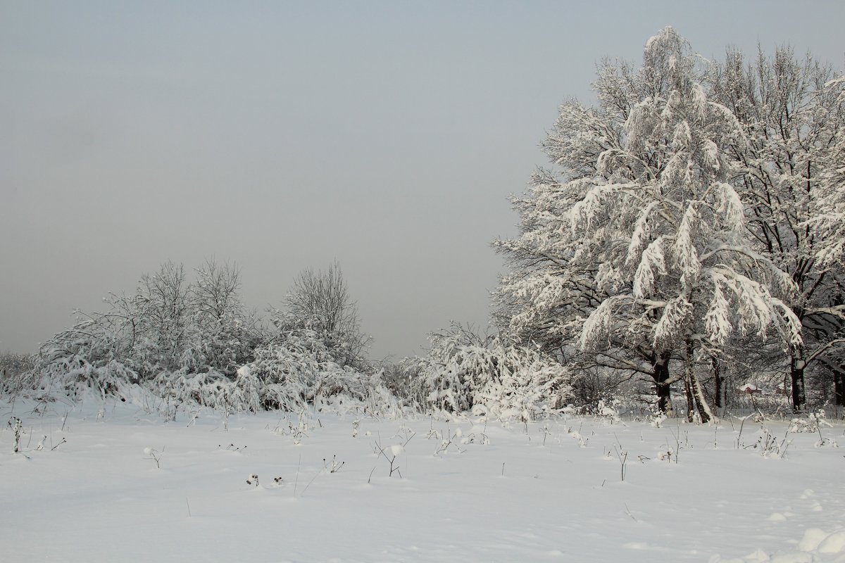 *** - Лара (АГАТА)