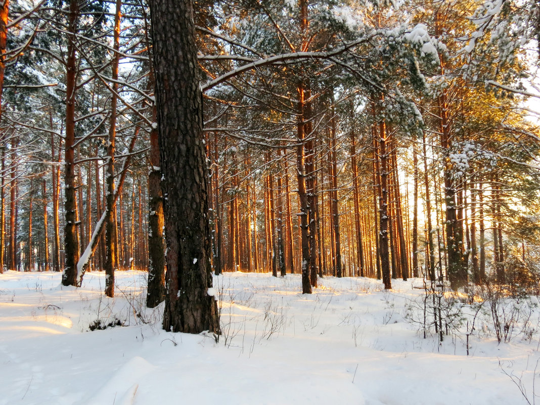 Лес зимой - SaGa 