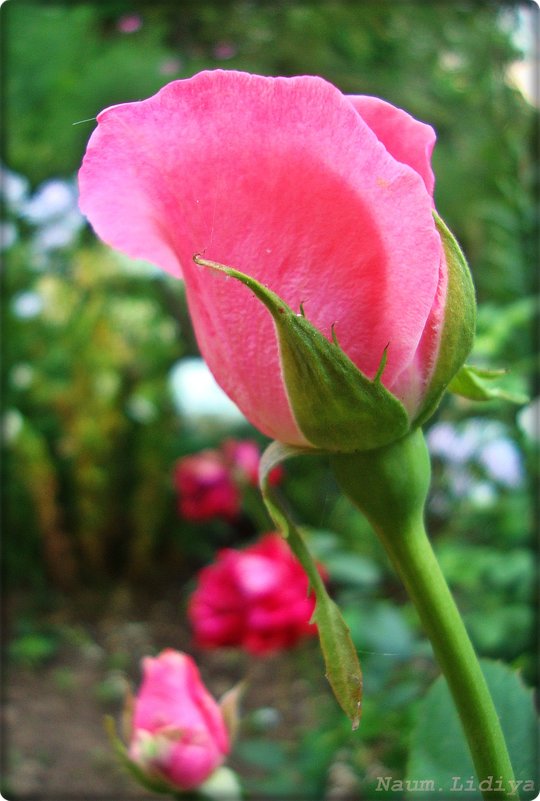 Розовая нежность бутона - Лидия (naum.lidiya)