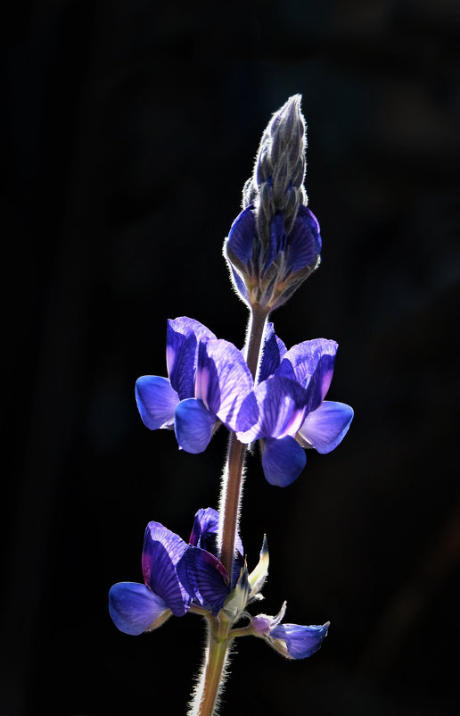 цветок синий - Александр Деревяшкин