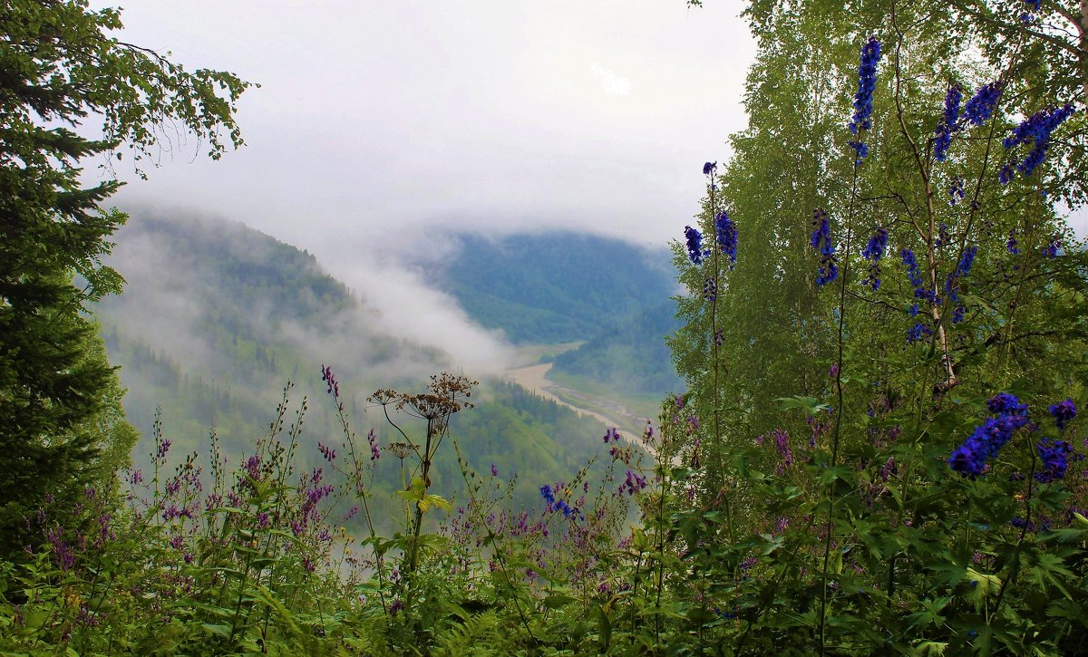 Утренний взгляд в долину с лесной поляны - Сергей Чиняев 