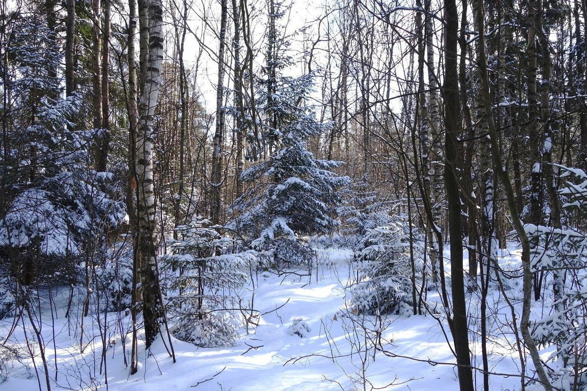 В зимнем лесу - Маргарита Батырева