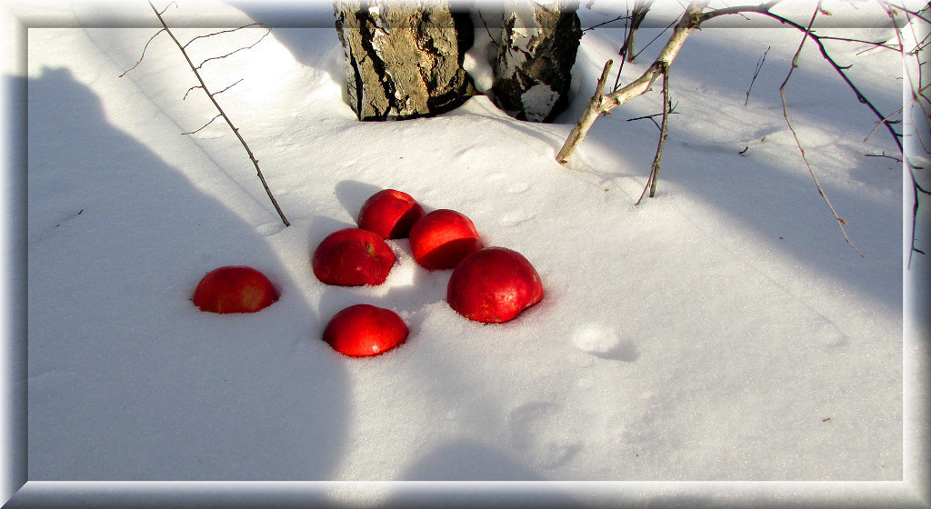 Яблоки на снегу - Владимир 