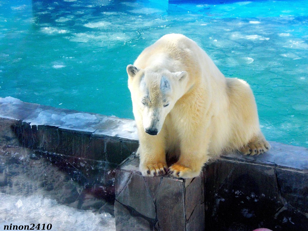 Медведица Комета в ростовском зоопарке (за стеклом) - Нина Бутко