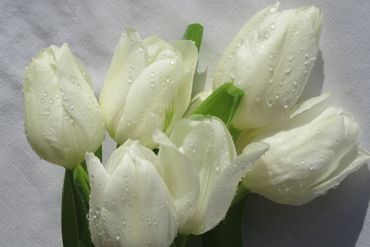 Белые тюльпаны... - Mariya laimite