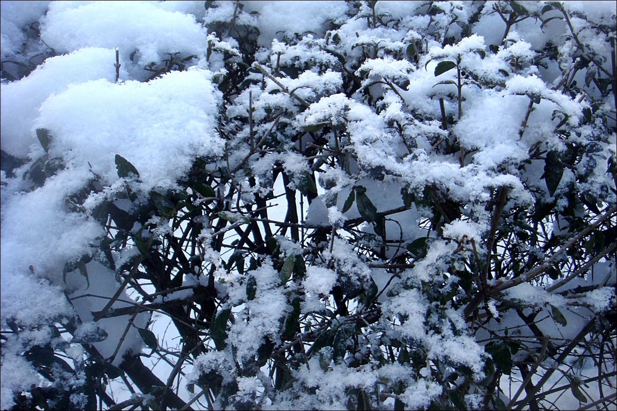 Снежок на ветвях - Нина Корешкова