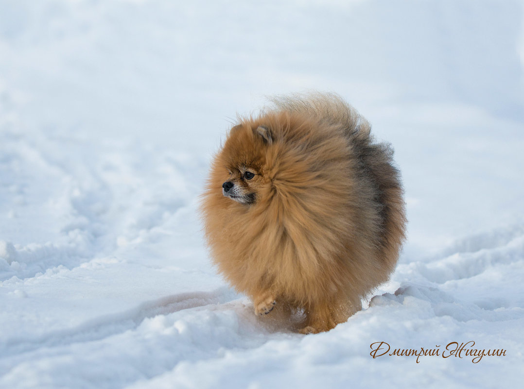 Клобок, Колобок... - Дмитрий .