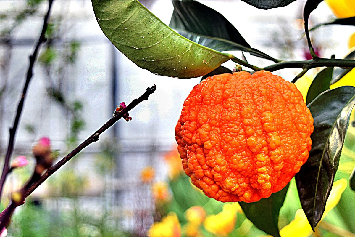 Сanaliculata - горький апельсин, несъедобен, выращивают в декоративных целях. - Татьяна Помогалова