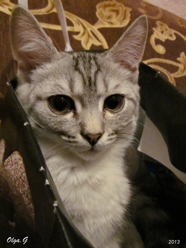 Кот в сумочке № 3 - OLLES 