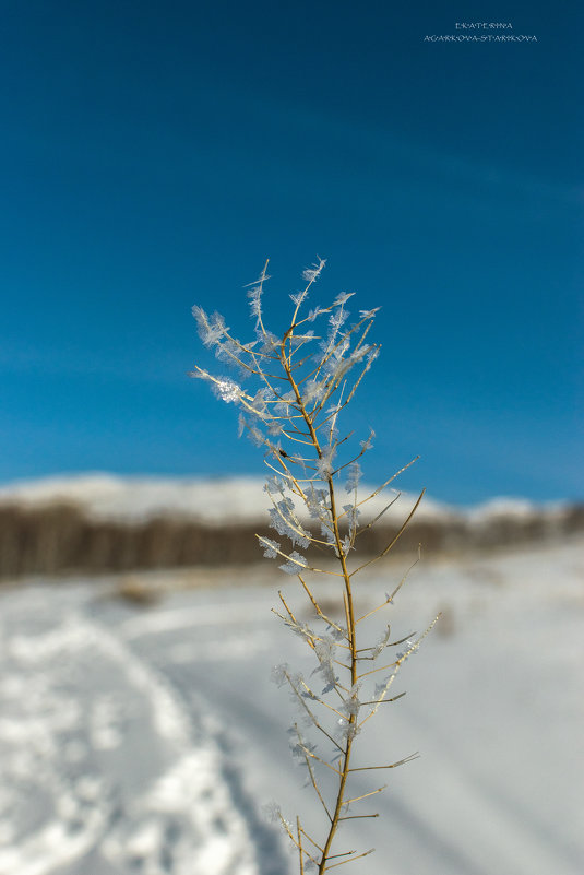 цветок зимы - Екатерина Агаркова