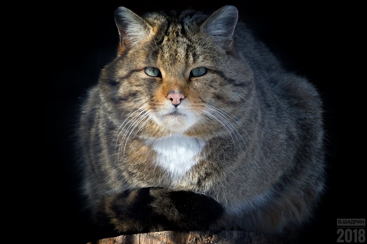 Европейский лесной кот - Владимир Шадрин