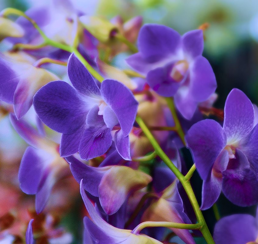 Как прекрасны орхидеи - Наталья Лакомова