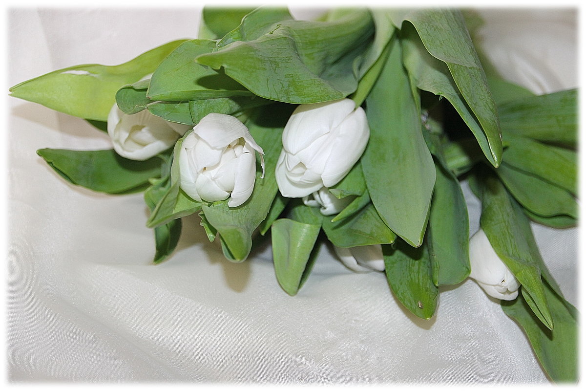 Белые тюльпаны, блик Луны туманный.... - Tatiana Markova