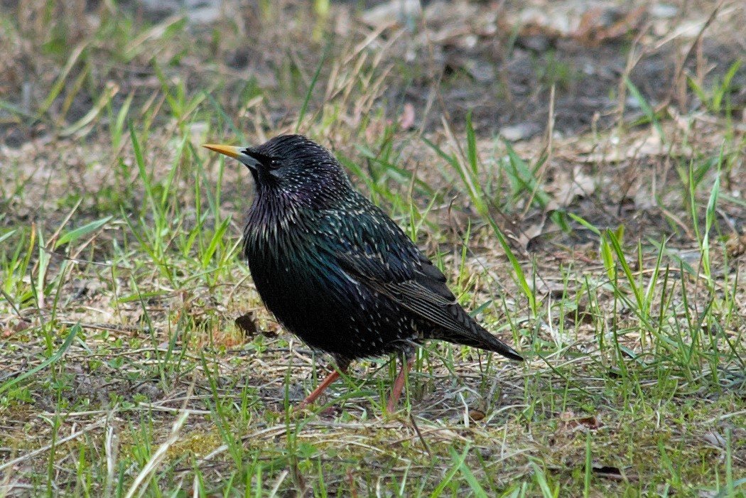 Скворец (Sturnus vulgaris) - Виктор Старков 