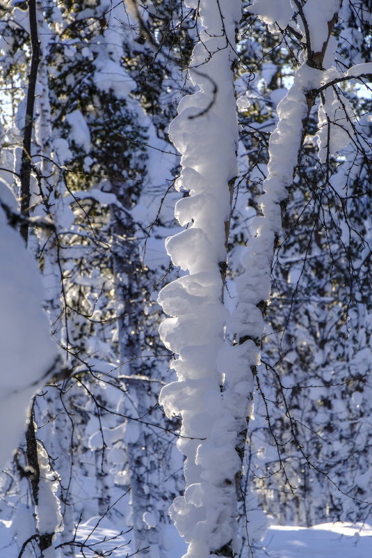 "зубчатый" снег на дереве - Георгий А
