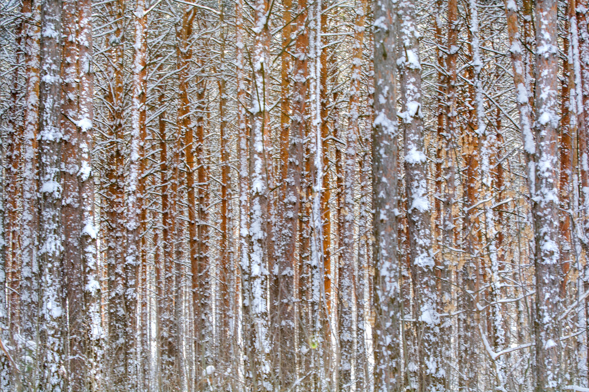 зимний лес - Гульнара Шафиева