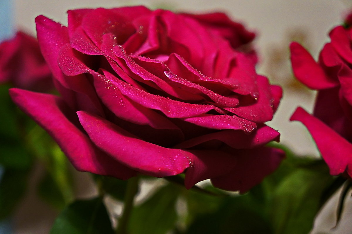 Розовая роза - Любовь Чунарёва