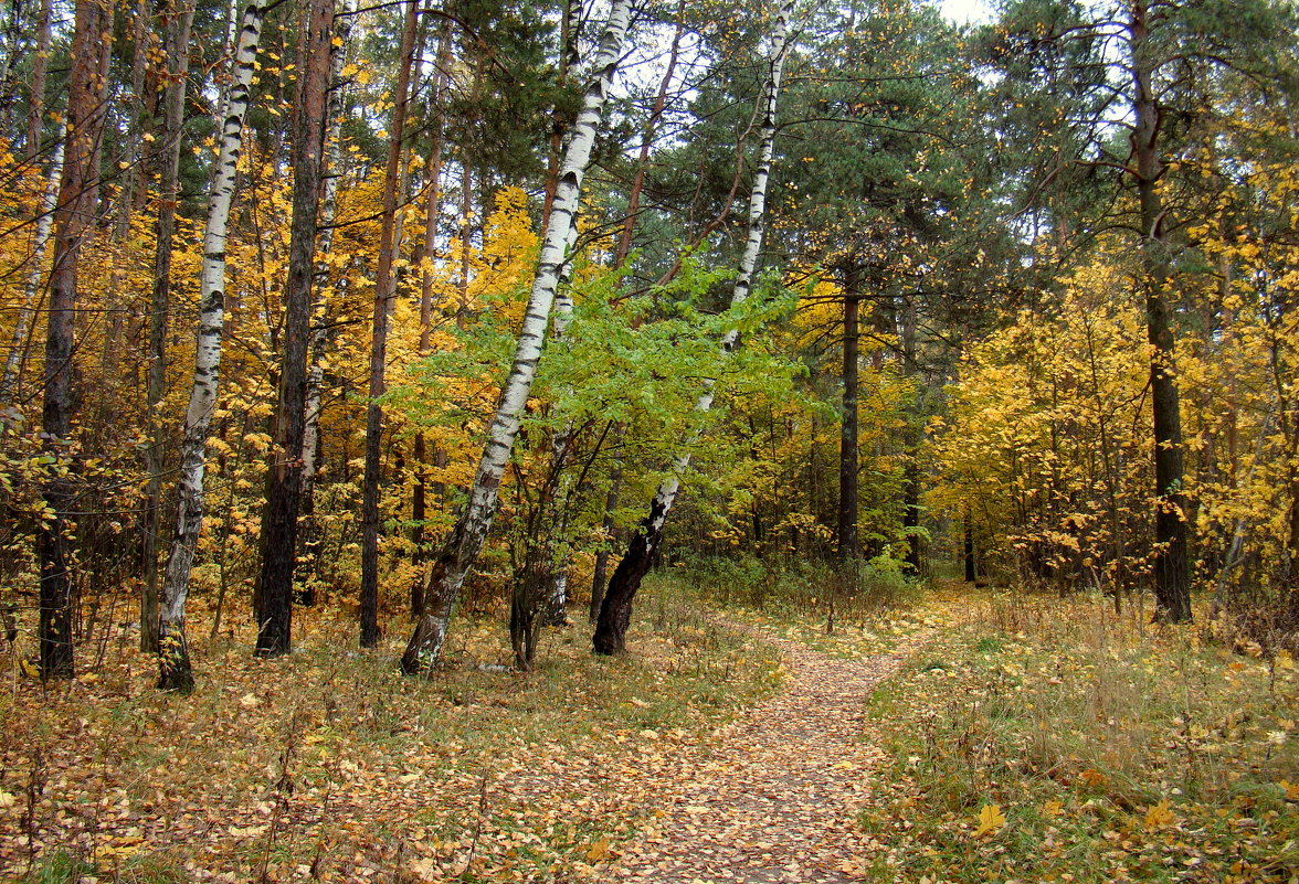 Осень на лесных тропинках - Татьяна Георгиевна 