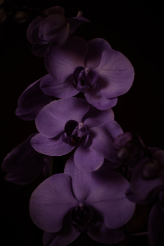 Орхидея - Валерия Сураева