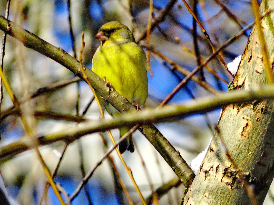 Обыкнове́нная зелену́шка (лат. Carduelis chloris) — - vodonos241 