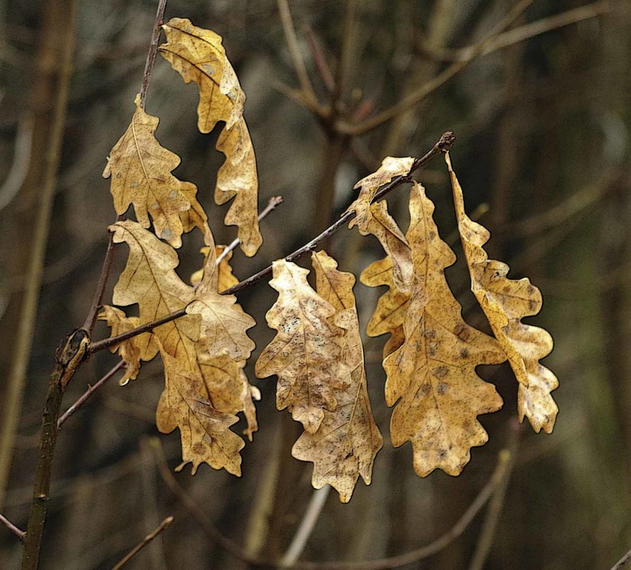 зимние листья - юрий иванов