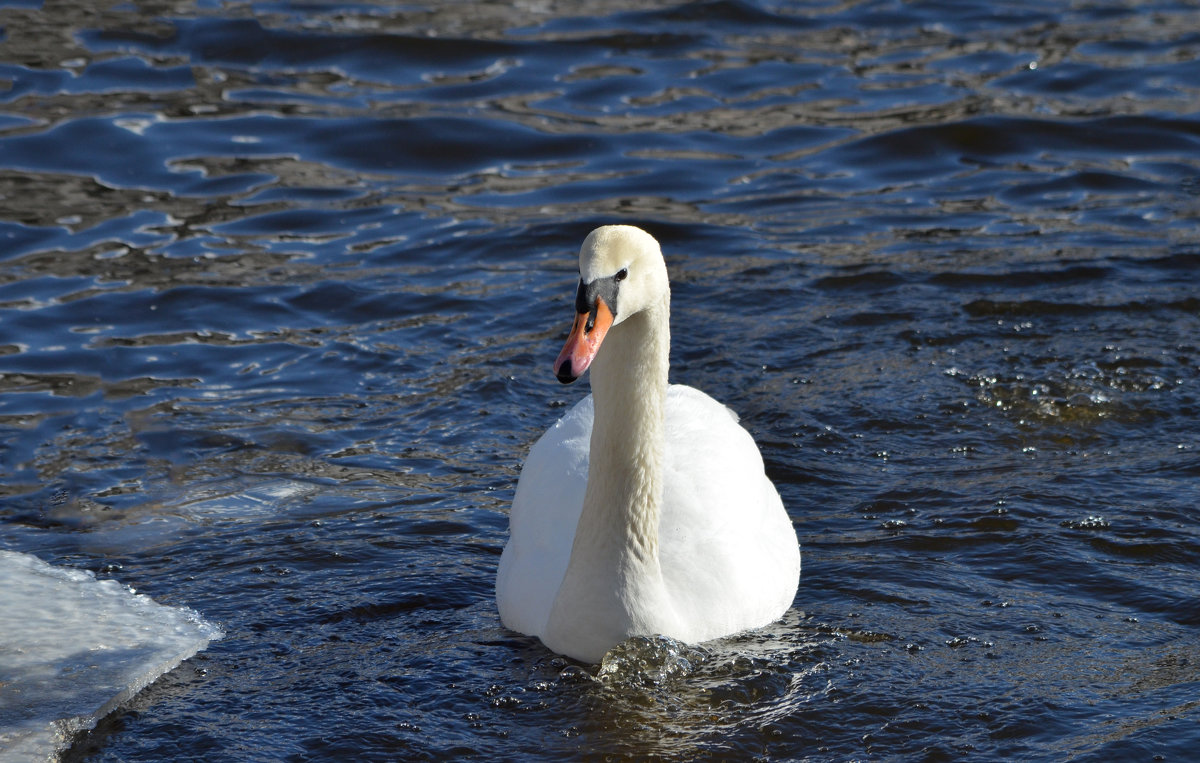 А белый лебедь на пруду.... - Ирина 