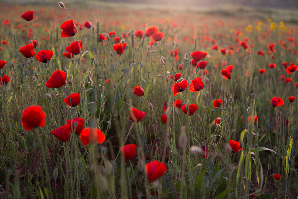 просто цветы в поле - Валерий Цингауз