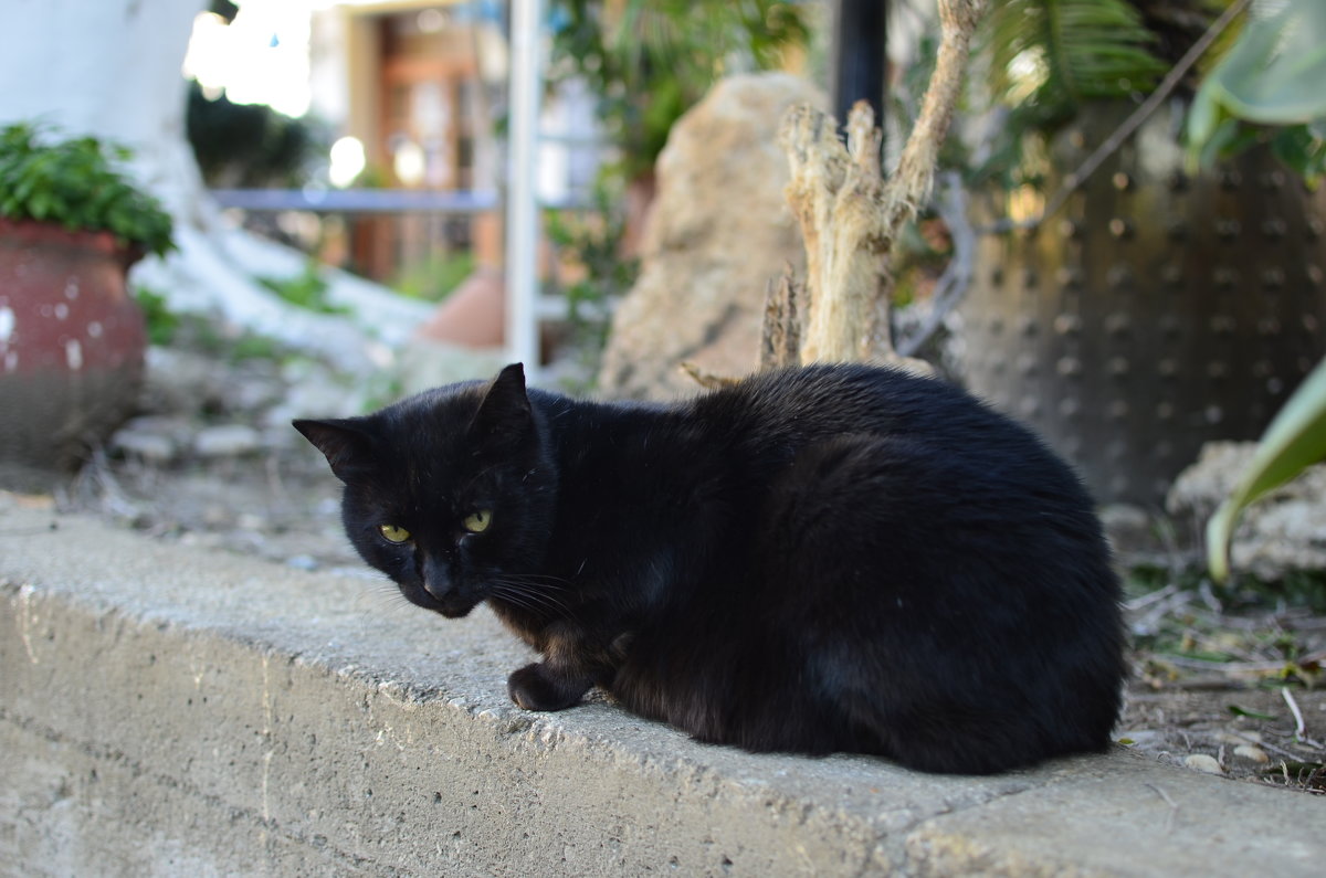 Черный кот - Svetlana Erashchenkova