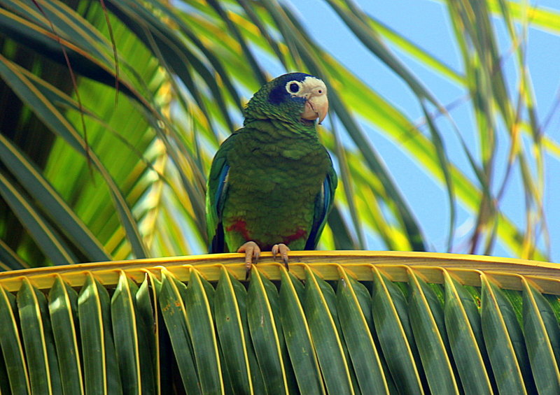 ...и зелёный попугай!!! - оля san-alondra
