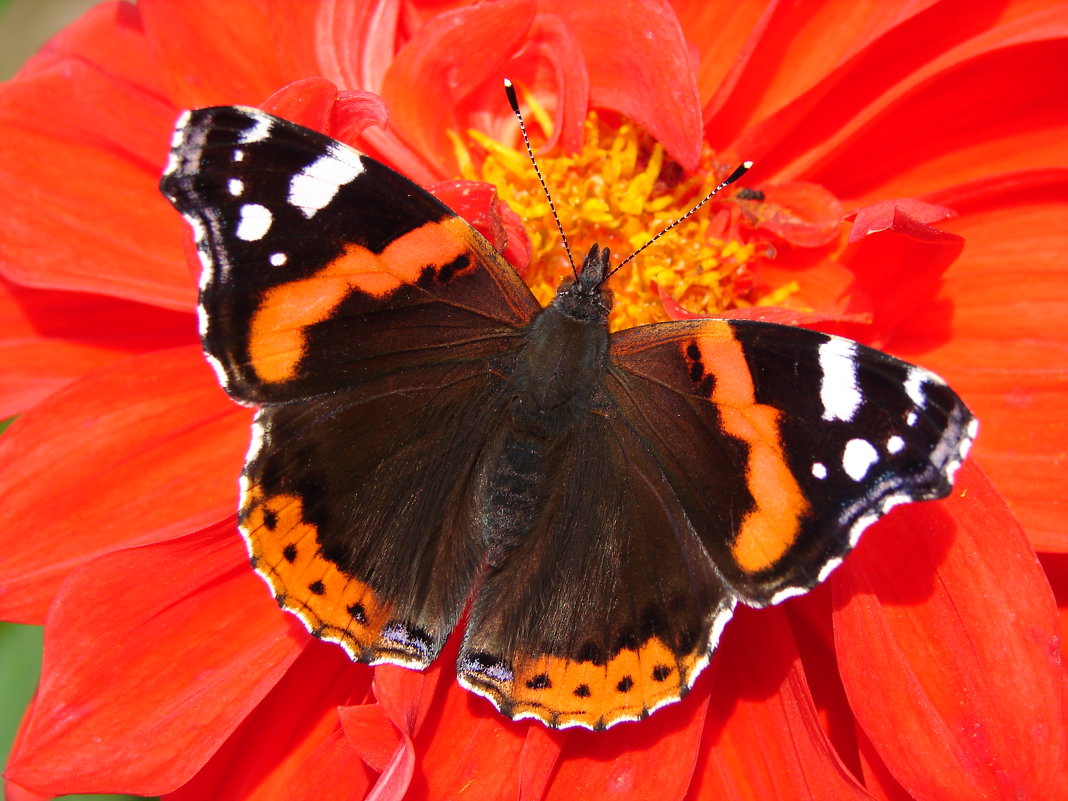 Цветная бабочка в шелках - SELENA4950 
