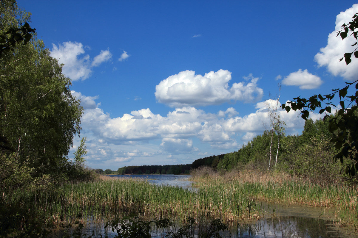 Лесное озеро - Oleg S