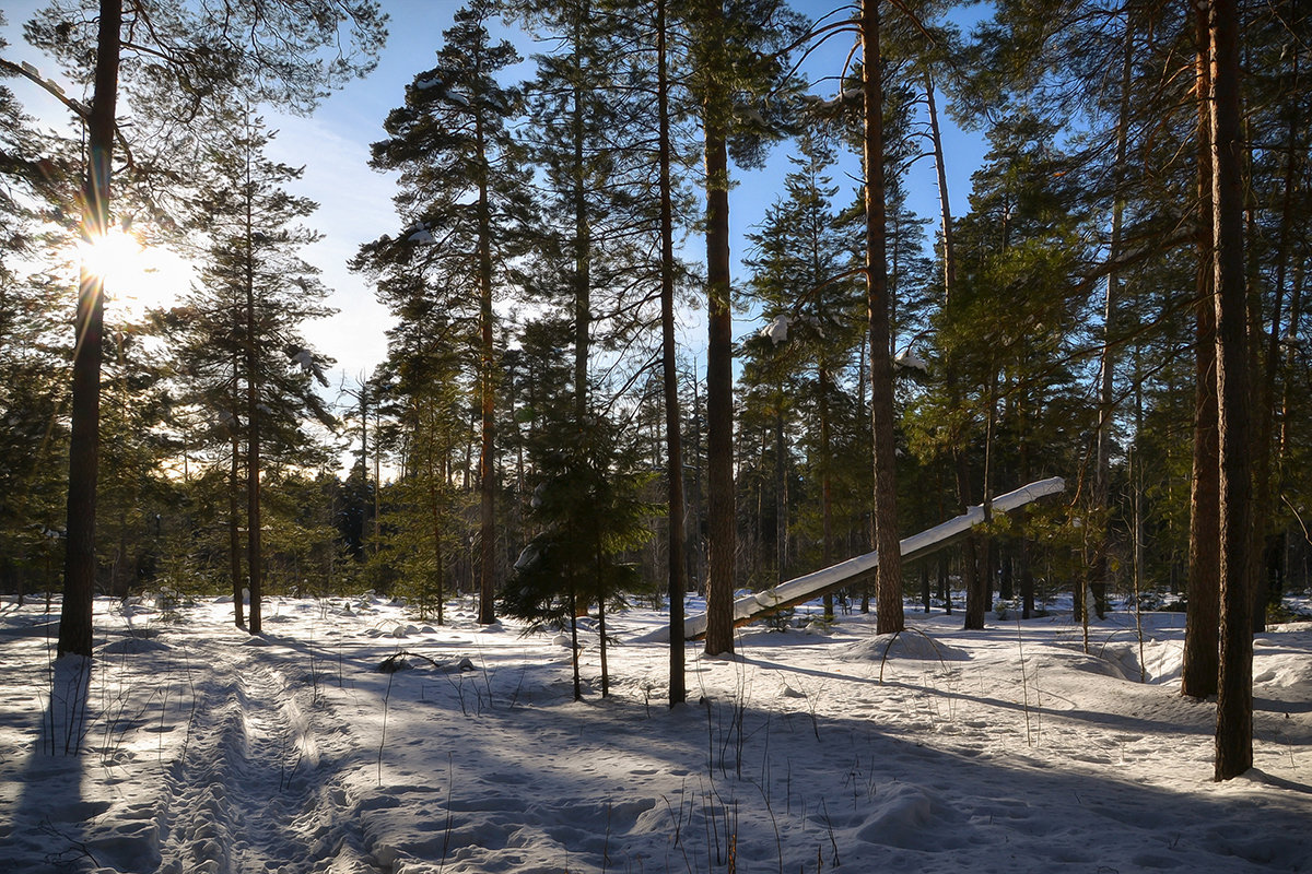 В весеннем лесу - Алексей (GraAl)