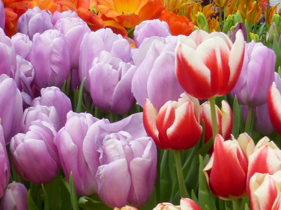 Тюльпановое разноцветие - Татьяна Лобанова