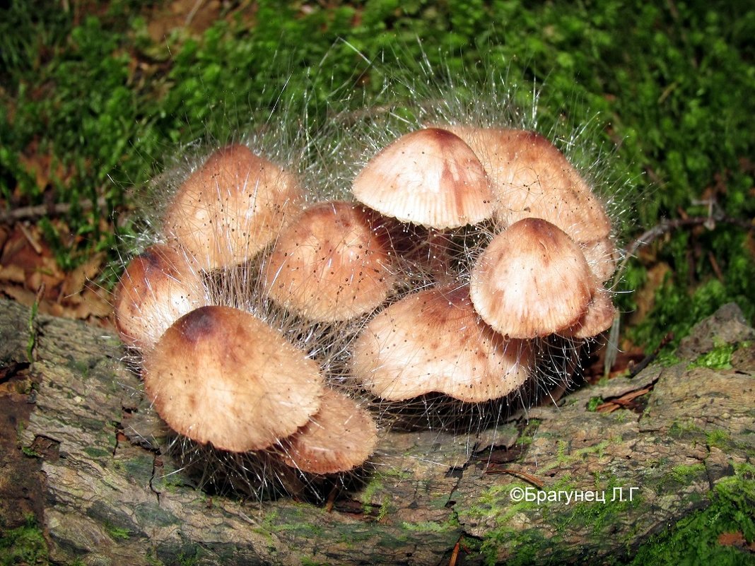 Необычные грибы - 2 - Лариса Брагунец