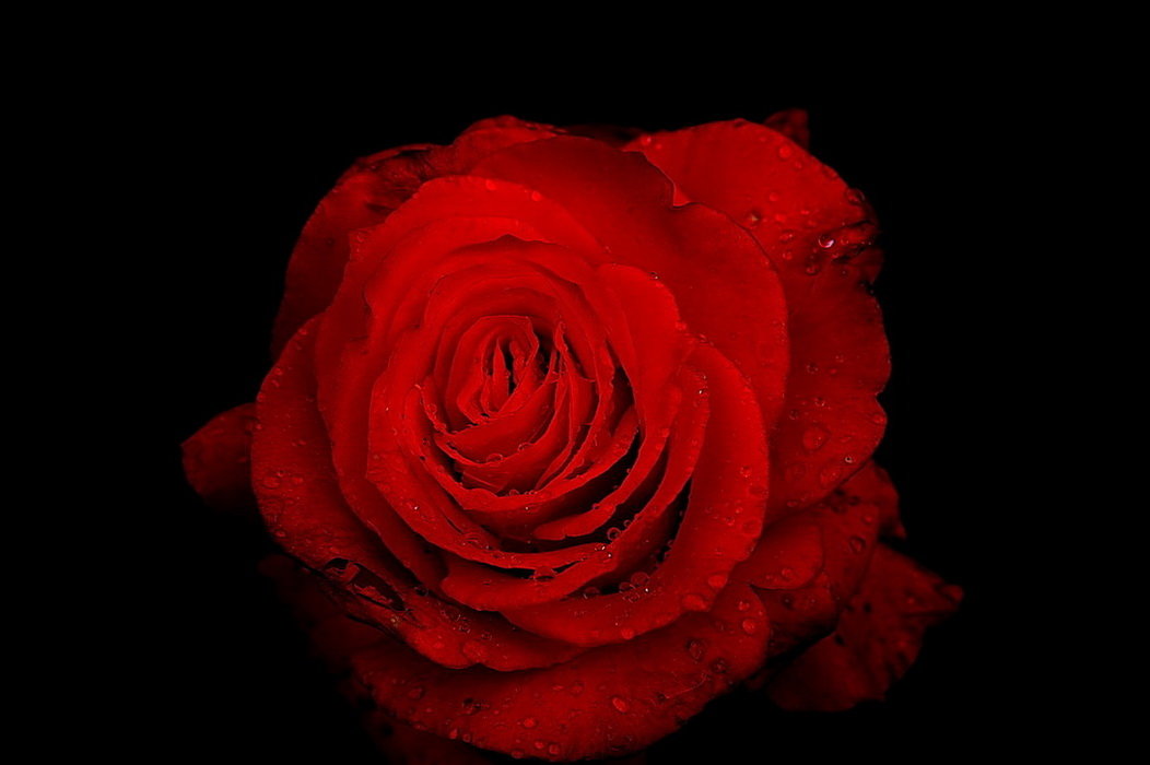 красная роза - Александр 