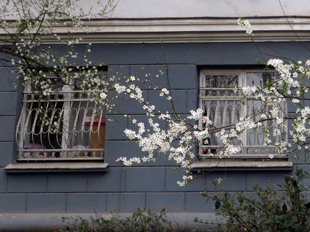Весна стучится в окно - Наталья (D.Nat@lia)