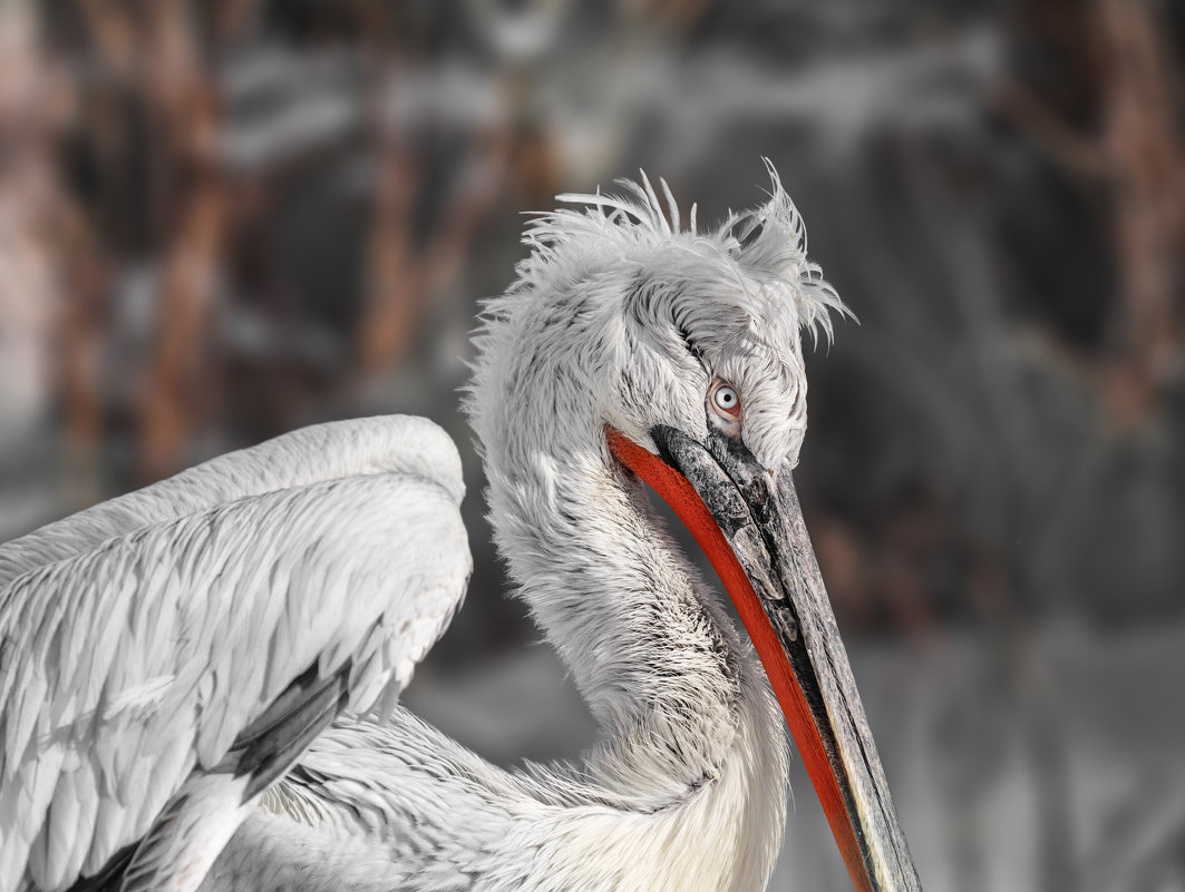 Пеликан кудрявый - олег 