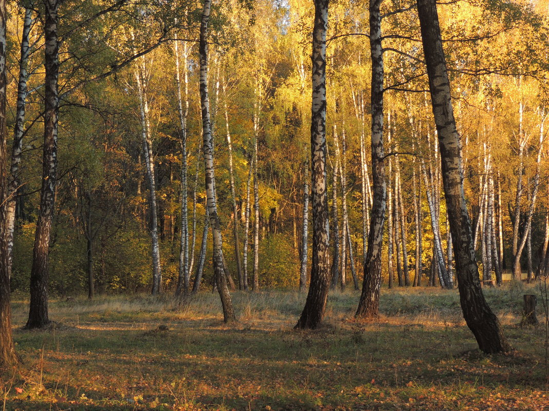 В осеннем лесу - Вячеслав Маслов