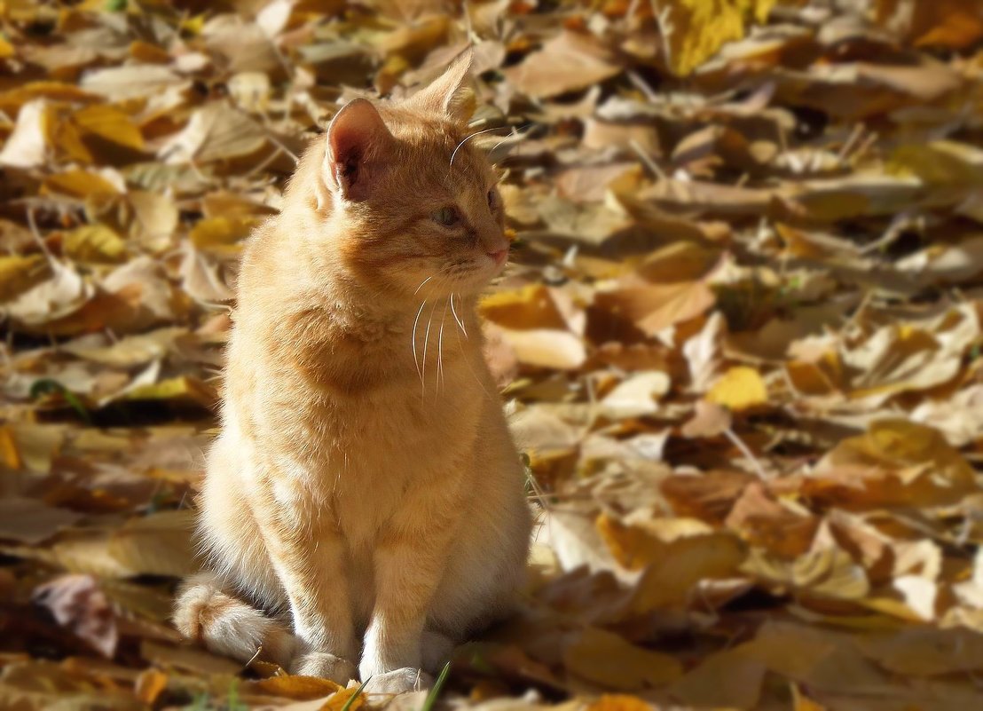 Рыжий кот на рыжих листьях - Ирина Via