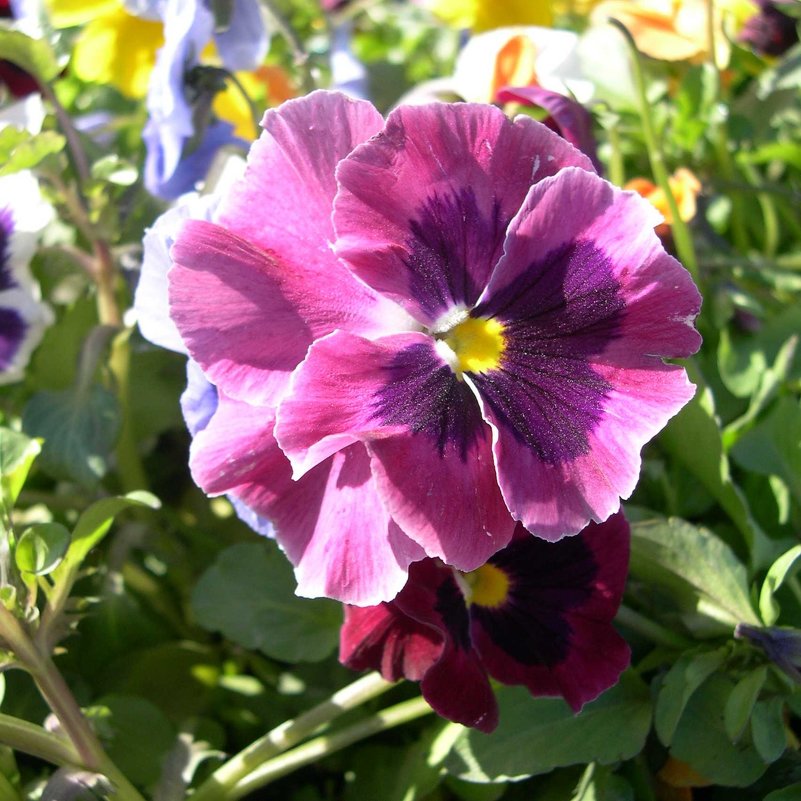Viola tricolor 8 - Андрей Lactarius